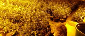 L’esperto: «La legalizzazione della cannabis non colpisce il narcotraffico»