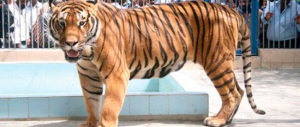 Anche una tigre tra i beni confiscati a un boss della mafia salentina