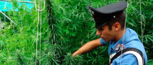Coltivare marijuana in casa non sarà reato? È una bufala, ma a qualcuno piace dirlo