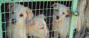 Carla Rocchi: è un dovere di tutti i partiti occuparsi degli animali, giusta la posizione del Cav