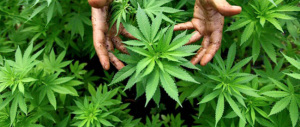 Catania, 3000 piante di marijuana sequestrate dalla Polizia di Stato
