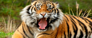 Panico a Monreale, tigre a spasso per la città. Catturata da agenti e domatori