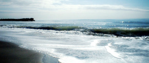 “Annamo” a Ostia beach … a fotografare gli squali