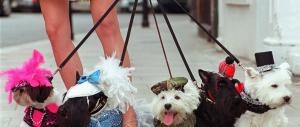 74 frustate a chi compra un cane. La tradizione islamica lo impone