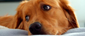 Gli Usa scoprono una nuova moda: il lifting per cani e gatti