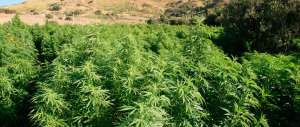 Droga, anche l’Alaska legalizza l’uso della marijuana a scopo ricreativo