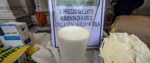 Sos allevatori: chiusa una stalla su cinque. A rischio il latte Made in Italy