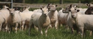 Inghilterra: «Vendesi borgo rimasto tale e quale». Da lasciare immacolato