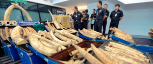 Zanne d’elefante a peso d’oro. Maxi sequestro di avorio in Thailandia