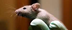 Senato, sì alle mozioni animaliste. L’ira dei ricercatori: cure a rischio