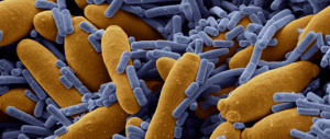 Studio del Cnr: così l’intestino umano si adatta a inquinanti e ad antibiotici