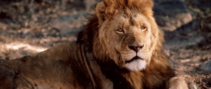 Cecil, il leone ammazzato dal dentista americano in cerca di emozioni forti
