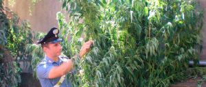 La cannabis è devastante: s’incrementa di pareri l’allarme degli esperti