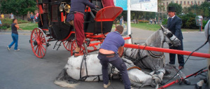 Milano, una carrozza trainata da 5 cavalli travolge 2 pedoni: uno è grave
