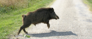 Uomo ucciso nei boschi del Frusinate. Ma stavolta il cinghiale non c’entra