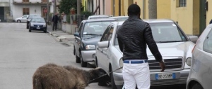 Livorno, islamico ruba una pecora per “sacrificarla” in casa