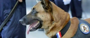 Diesel era un cane pastore d’assalto: l’hanno ucciso i jihadisti a Saint Denis