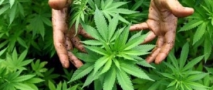 Dalla Cgil ai giudici di sinistra: parte una nuova campagna per la droga libera