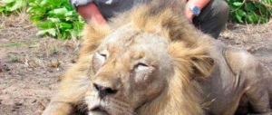 Caccia al leone, dopo il dentista Usa, il web contro un veterinario italiano