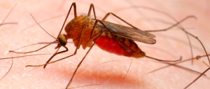 Zanzare sterili contro la malaria: è la scoperta di un ricercatore italiano