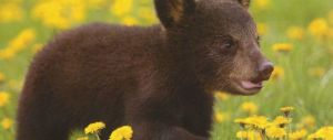 L’Orsetta Morena, rilasciata nel Parco d’Abruzzo, è pronta ad andare in letargo