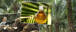 L’Italia raddoppia il consumo di olio di palma. Un terzo non è certificato