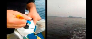 Nuoro, Lipu parte civile contro i due pescatori che uccisero un gabbiano