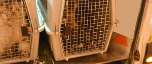 Milano, sventato un traffico di animali: arrestati un romeno e un moldavo