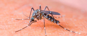 Virus Zika, allarme in Brasile: quattromila i casi di microcefalia nei bambini