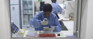 Il virus Zika è arrivato in Italia dall’America Latina. L’allarme dell’Oms