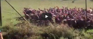 Adesso pure i tacchini fanno gli ultras: ecco il video che spopola sul web