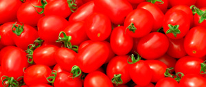 È il pomodoro il nostro oro. E per la prima volta superiamo la Cina