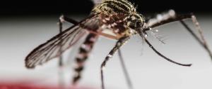 Virus Zika, l’Oms alza la soglia d’allarme: «Emergenza internazionale»