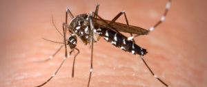 Zika, tutto quel che c’è da sapere sulla malattia virale trasmessa dalle zanzare