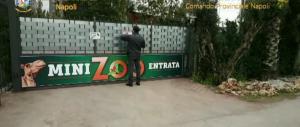 Scoperto uno zoo abusivo con dromedari, lama e pesci tropicali (video)