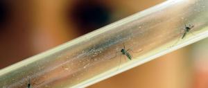Zika, l’allarme dei ricercatori: «Anche la zanzara tigre può trasmetterlo»