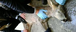 Bambi salvato a Torino: si aggirava spaesato per le vie della città
