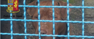 Pitbull torturati per i combattimenti: le foto shock del sequestro (Foto)