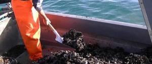 Pizzo ai miticoltori e frutti di mare a rischio diossina: 13 arresti a Taranto