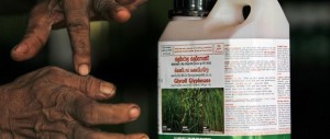 L’Oms “difende“ il glifosato: improbabile che sia cancerogeno
