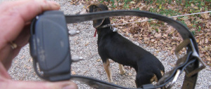 Nascondeva l’hashish nel collare del cane: arrestato un pusher tunisino