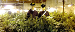 Coltivavano marijuana al posto delle rose: arrestata famiglia di floricoltori