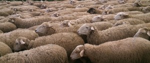 Per il “Pecora day” all’Aquila “assumono” le greggi come tosaerba