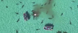 Decine di squali affamati sbranano la carcassa di un cetaceo a Shark Bay (video)