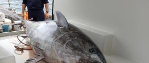 Più tonno rosso sulle tavole: la quota di pesca per l’Italia sale del 20%