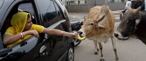 India, un movimento indù chiede un ministero per le mucche