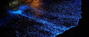 Una microalga fluorescente a Trieste. Ma non è pericolosa per l’uomo