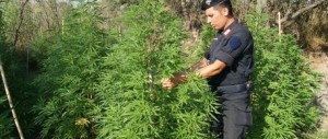 Carabiniere ucciso, arrestato il proprietario dei campi di marijuana