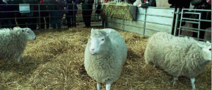 La pecora Dolly 20 anni dopo: la clonazione umana (per fortuna) è lontana