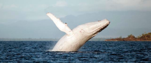 Nuovo avvistamento di Migaloo, la balena più grande del mondo